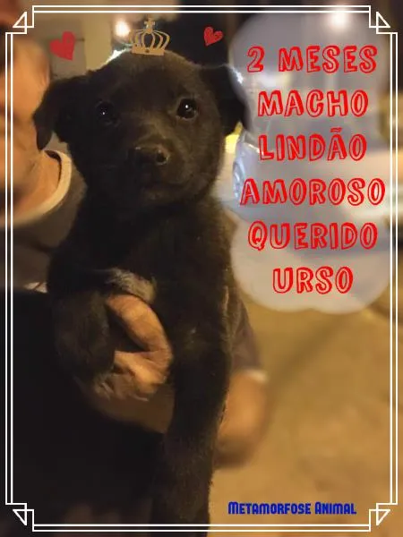 Cachorro ra a Original idade Abaixo de 2 meses nome Doce