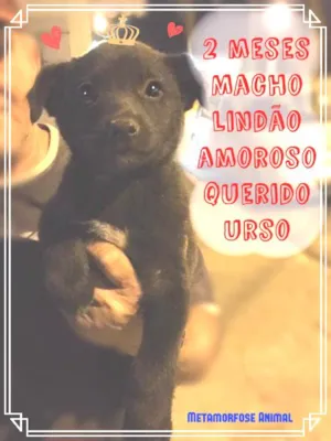 Cachorro raça Original idade Abaixo de 2 meses nome Doce
