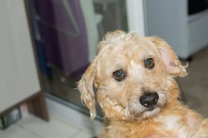 Cachorro ra a Vira lata idade 6 ou mais anos nome Benji