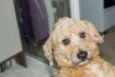 Benji