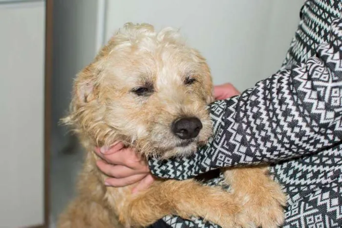Cachorro ra a Vira lata idade 6 ou mais anos nome Benji