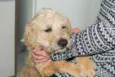 Benji