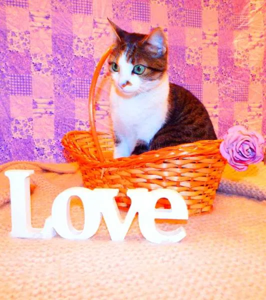 Gato ra a SRD idade 2 anos nome Cindy 