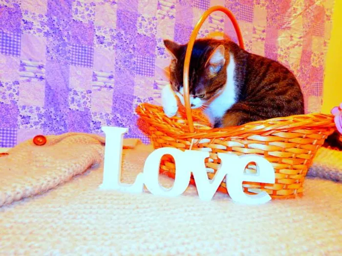 Gato ra a SRD idade 2 anos nome Cindy 