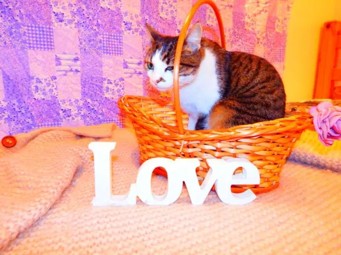 Gato ra a SRD idade 2 anos nome Cindy 