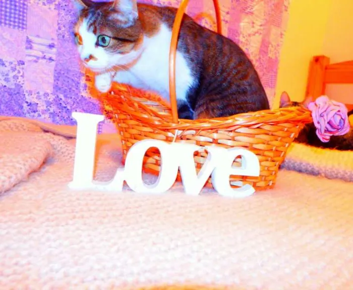 Gato ra a SRD idade 2 anos nome Cindy 