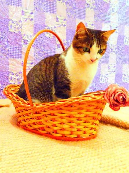 Gato ra a SRD idade 2 anos nome Cindy 