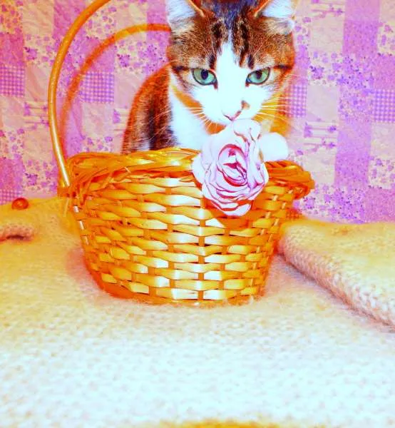 Gato ra a SRD idade 2 anos nome Cindy 