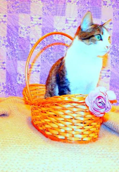 Gato ra a SRD idade 2 anos nome Cindy 
