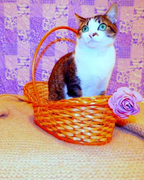 Gato ra a SRD idade 2 anos nome Cindy 