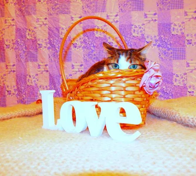 Gato ra a SRD idade 2 anos nome Cindy 