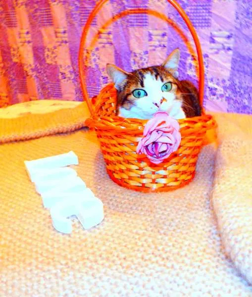 Gato ra a SRD idade 2 anos nome Cindy 