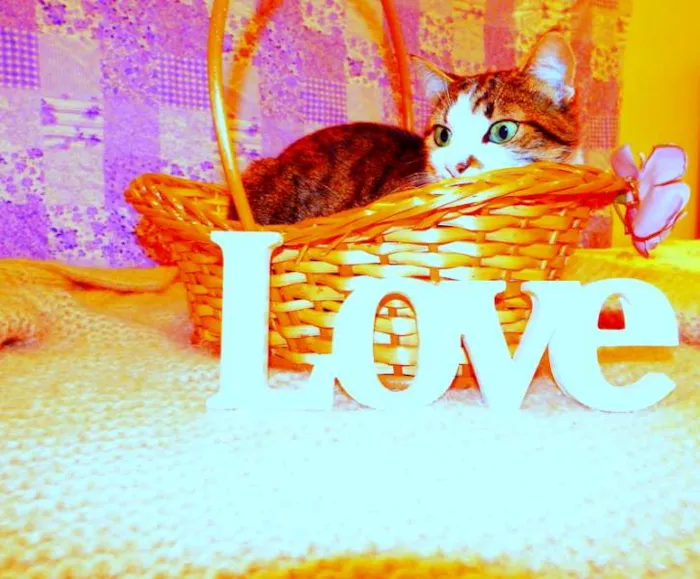 Gato ra a SRD idade 2 anos nome Cindy 
