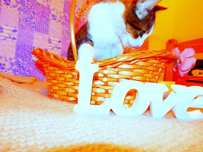 Gato ra a SRD idade 2 anos nome Cindy 