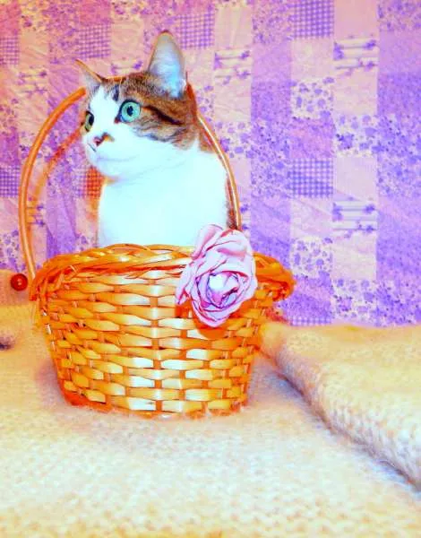Gato ra a SRD idade 2 anos nome Cindy 