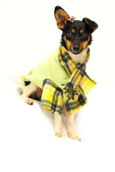 Cachorro ra a Dv idade  nome Lindos Cães, Filhot