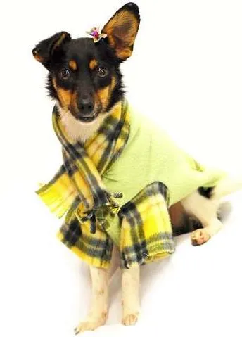 Cachorro ra a Dv idade  nome Lindos Cães, Filhot