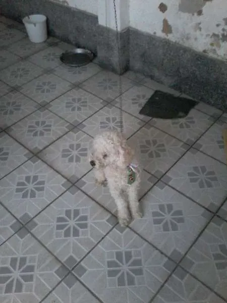 Cachorro ra a Poodle idade  nome Poodle