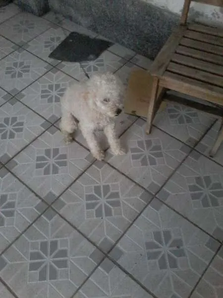 Cachorro ra a Poodle idade  nome Poodle