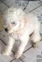 Cachorro ra a Poodle idade  nome Poodle