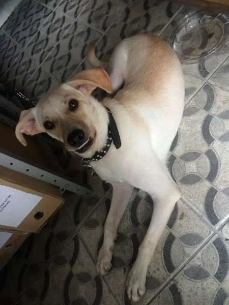 Cachorro ra a SRD idade 1 ano nome Thor