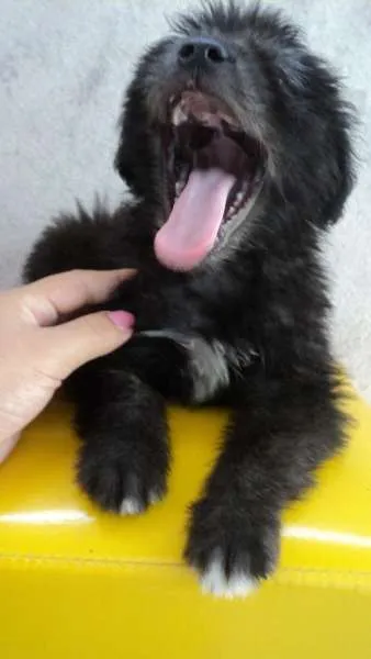 Cachorro raça Poodle idade 2 a 6 meses nome Bolinha