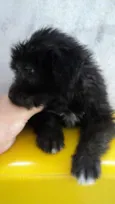 Bolinha