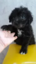 Bolinha