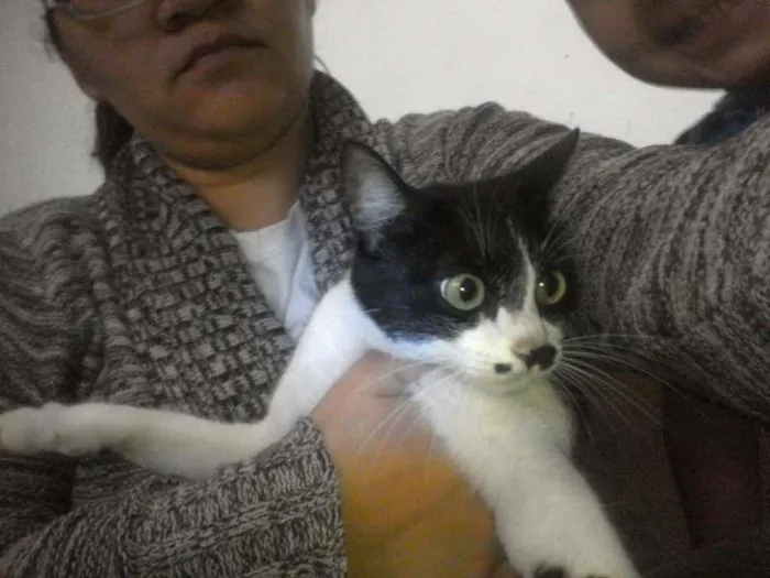 Gato ra a Sem definição idade 1 ano nome Ratuna matata
