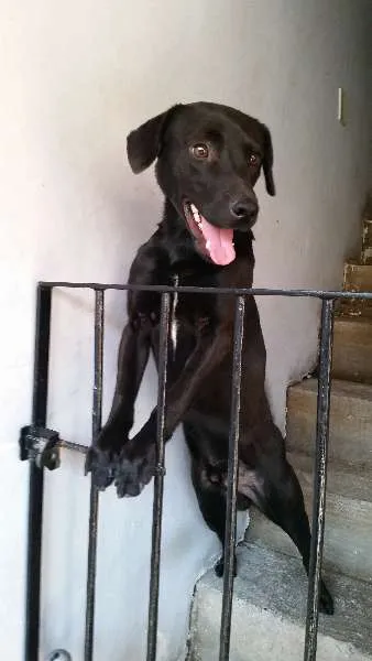 Cachorro ra a Não Defenida idade 1 ano nome Ozzy