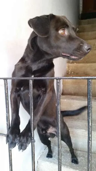 Cachorro ra a Não Defenida idade 1 ano nome Ozzy