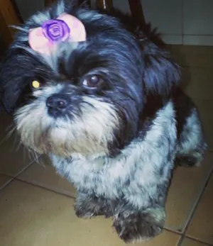 Cachorro raça Shitzu idade 3 anos nome Mel GRATIFICA