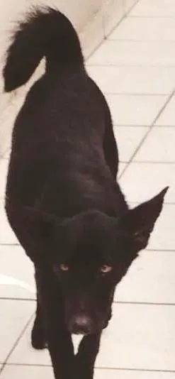Cachorro raça SRD idade 2 anos nome Brenda