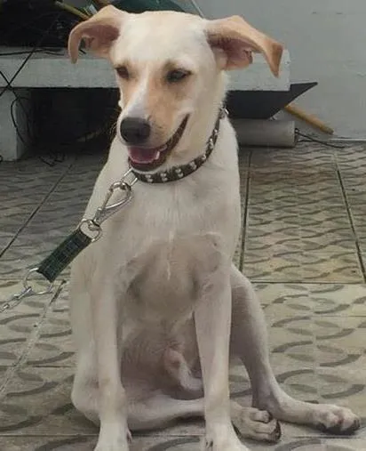 Cachorro ra a SRD idade 1 ano nome Thor