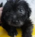 Bolinha