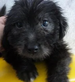 Cachorro raça Poodle idade 2 a 6 meses nome Bolinha