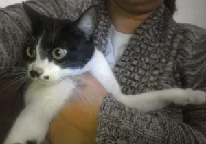 Gato raça Sem definição idade 1 ano nome Ratuna matata