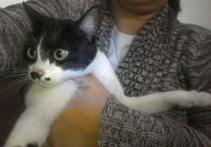 Gato ra a Sem definição idade 1 ano nome Ratuna matata