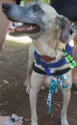 Cachorro raça SRD idade 4 anos nome Aladin