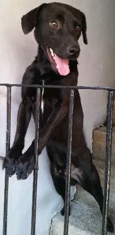 Cachorro ra a Não Defenida idade 1 ano nome Ozzy