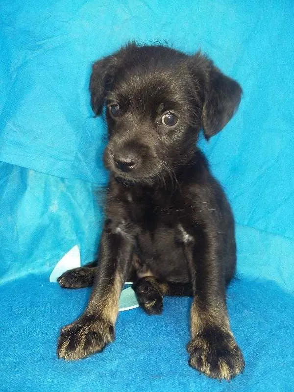 Cachorro ra a  idade Abaixo de 2 meses nome Max/Millena/Brenda
