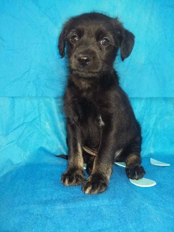 Cachorro ra a  idade Abaixo de 2 meses nome Max/Millena/Brenda