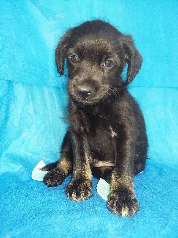 Cachorro ra a  idade Abaixo de 2 meses nome Max/Millena/Brenda