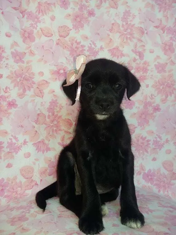 Cachorro ra a  idade Abaixo de 2 meses nome Max/Millena/Brenda