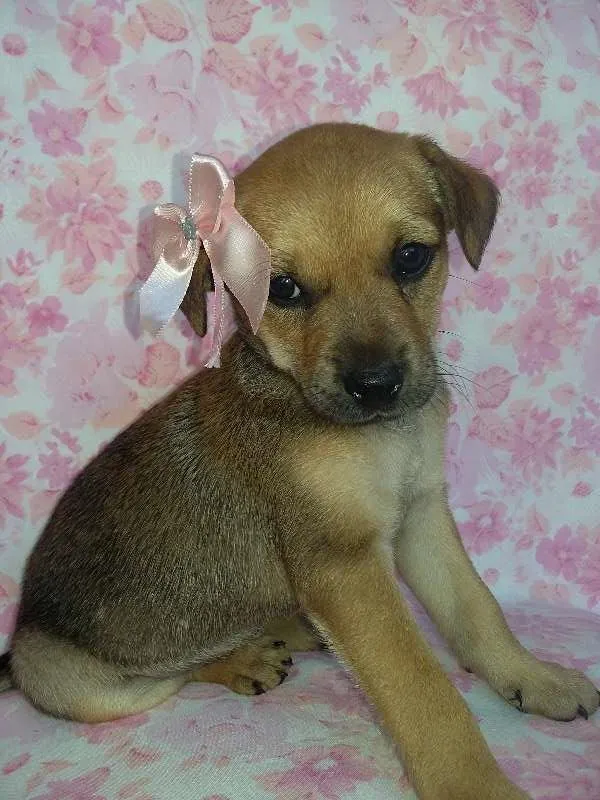 Cachorro ra a  idade Abaixo de 2 meses nome Max/Millena/Brenda