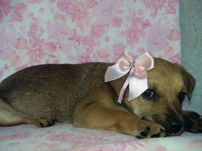 Cachorro ra a  idade Abaixo de 2 meses nome Max/Millena/Brenda
