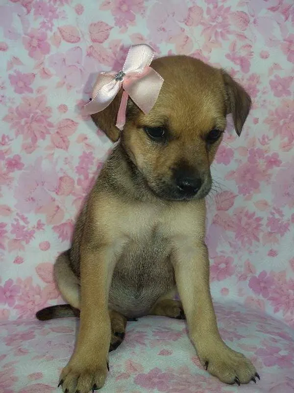 Cachorro ra a  idade Abaixo de 2 meses nome Max/Millena/Brenda