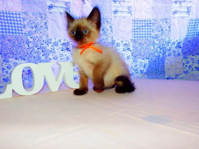 Gato raça Siamês idade 2 a 6 meses nome Oreo