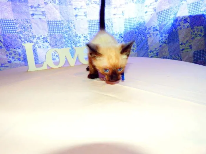 Gato ra a Siamês idade 2 a 6 meses nome Thor