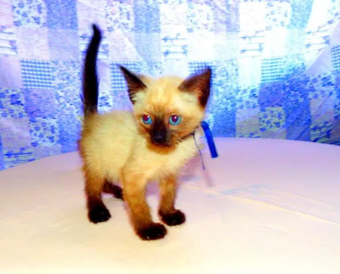 Gato ra a Siamês idade 2 a 6 meses nome Thor